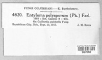 Entyloma polysporum image